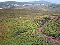 Invazivni Carpobrotus edulis, ki raste na rtski planoti