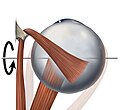 Eye movement of inferior rectus muscle, superior view