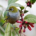 రజతాక్షి (Silvereye) Zosterops lateralis