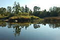 Sacred grove island of Tori, Estonia