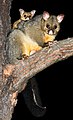 Common Brushtail Possum