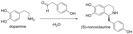 1,2,3,4-Tetrahidroisoquinolines biosynthesis: in (S)-norcoclaurine synthase, the two substrates are 4-hydroxyphenylacetaldehyde and 4-(2-aminoethyl)benzene-1,2-diol, whereas its two products are (S)-norcoclaurine and H2O.