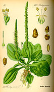 Ilustración de una espiga cilíndrica en Plantago major