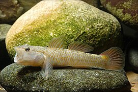 Rhinogobius flumineus(Hamamatsu,Shizuoka,Japan)