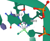 2.60Å resolution crystal structure of cisplatin (highlighted) intrastrand GG adducts with double-stranded DNA. Note: the hydrogens on amine ligands are not shown. (PDB: 1AIO)