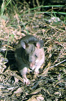 Afr-giant-rat.jpg