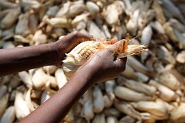 Dehusking maize by hand, Malawi