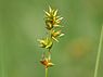 Gewone bermzegge (Carex spicata)