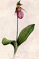 Cypripedium acaule. National Geographic Magazine, XXXI, 1917.