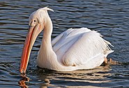 Great white pelican