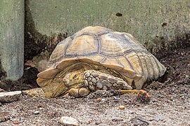 Spornschildkröte (Centrochelys sulcata)