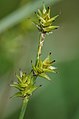 Càrex estelat (Carex echinata)