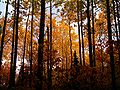 Rivière-du-Moulin parkearen basoa Chicoutimin