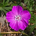 Geranium sanguineum