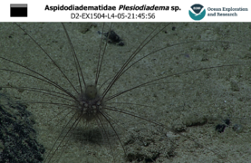 Plesiodiadema sp. observé à plus de 1 000 m de profondeur au large de Hawaii.