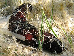 Concombre de mer ensablé (Holothuria poli), espèce méditerranéenne vivant à proximité des plages.