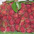 woh rambutan