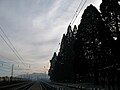 Sequoias on Pirdop railway platform