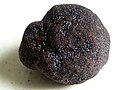 Tuber melanosporum