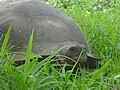 Galapagos tortoise