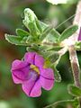 Nappipetunia (Calibrachoa parviflora)