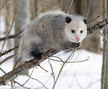 Didelphis virginiana