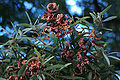 Acacia melanoxylon foliage and seeds with elaiosomes