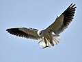 Black-shouldered_Kite _in_Hyderabad