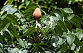 Fruit with leaves