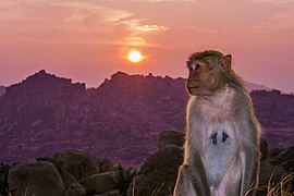 Lever du soleil sur Hampi au côté d'un macaque