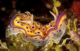 Kuni's chromodoris, fan 38 west, wakatobi, 2018 (45763962462) (cropped)