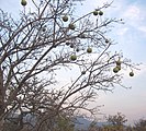 Pohon Strychnos spinosa yang berbuah