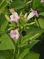 Tamaki (Nicotiana tabacum)