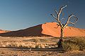 Tüskés tevefa (Vachellia erioloba) Sossusvlei körzetben