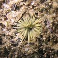 Actinia, לעבן רומענישן בארטן.