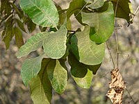 Leaves