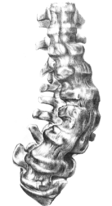 Gideon Mantell's Spine