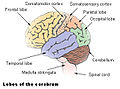 大脳の区分。黄色の所が前頭葉。