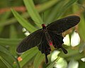 Pachliopta kotzebuea Pink Rose