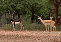 Blackbuck male (darker/black) and female (lighter/brown)