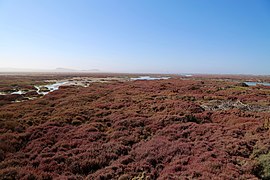 Bewuchs von Sarcocornia pillansii im Mündungsdelta bei Alexander Bay (Blick nach Namibia)