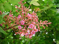 Flores de Averrhoa carambola.