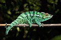 Furcifer pardalis, un exemple d'Iguania