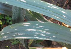 Phytophthora porri sur Poreo (Allium porrum)