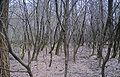 Skog med de invasive treslagene robinia og romhegg på Posletta
