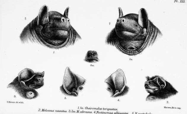 Example of a gular gland in a male black bonneted bat[43]