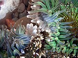 Sea anemones, Anthopleura sola engaged in a battle for territory