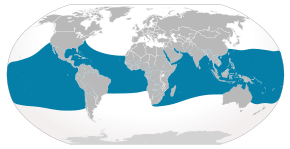 Description de l'image Cypron-Range Rhincodon typus.svg.