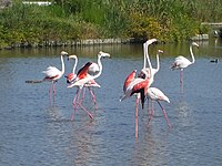 Flamingos in der Camargue