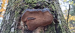 Haavataelik Phellinus tremulae